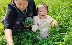 午夜向日葵视频在线视频观看视频